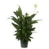 Spathiphyllum (Peace Lily) Plant, 6" Pot