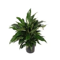 Spathiphyllum (Peace Lily) Plant, 10" Pot