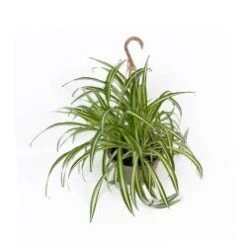 Spider Plant Chlorophytum 6" Pot
