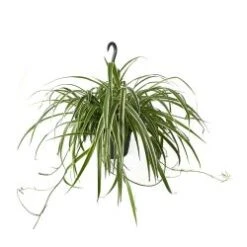 Spider Plant Chlorophytum Hanging Basket, 8" Pot