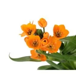 Star Of Beth 6" Pot Orange