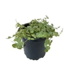 String Of Turtles Plant 4" Pot