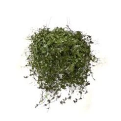 Bridal Veil Hanging Basket, 10" Pot