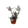 Tradescantia Wandering Jew Plant, 6" Pot