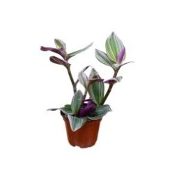 Tradescantia Wandering Jew Plant, 6" Pot