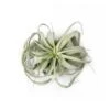 Tillandsia Extra Large - Air Plant
