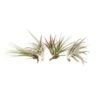 Tillandsia Medium (Air Plants) (pack 50)