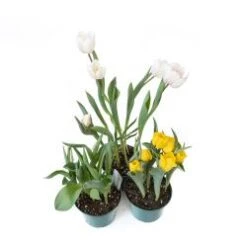 Tulip 7" Pot Assorted Colors
