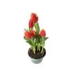 Tulip Plant, Red - 6" Pot