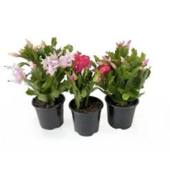 Christmas Cactus Assorted Colors 4" Pot