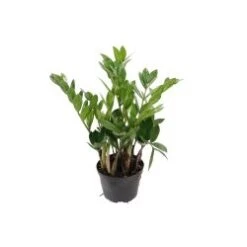 Zizi Plant 6" Pot