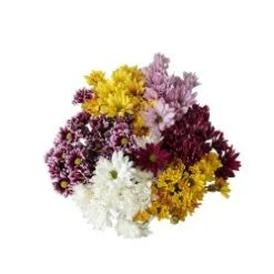 Pom DAISY Assorted - 20 BU