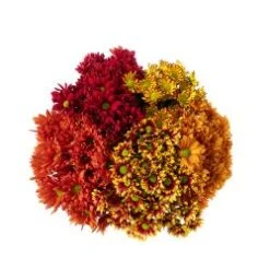 Pom Fall Daisy - 20 Bunch