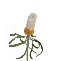 Bankisa Dark Orange Medium Heads (Coccinea)