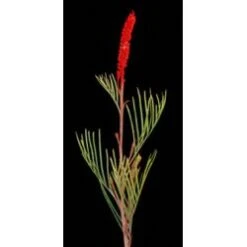 Grevillea Painted Red - Christmas Grevilea