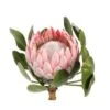King Protea Pink (Cynaroides)