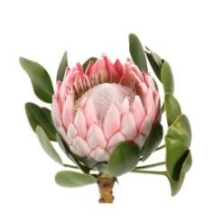 King Protea Pink (Cynaroides)