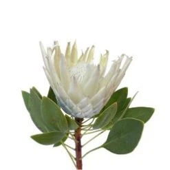 King Protea White, 40 Cm To 50 Cm