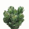 Leucandendron Green Tulip (Goblet)