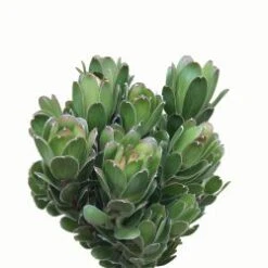 Leucandendron Green Tulip (Goblet)