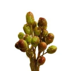 Leucadendron, Big Red Green Cones