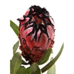 Protea Flower Pink Mink With BurgundyTips