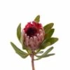 Protea Flower Pink