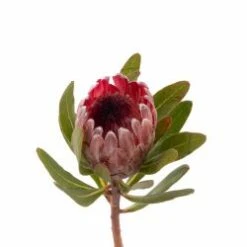 Protea Flower Pink
