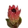 Protea Rose Pink Mink