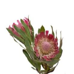 Protea Red Baron