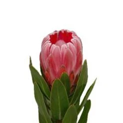 Protea Hot Pink