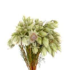 Protea Serruria - Blushing Bride (10 Stem Bunch)