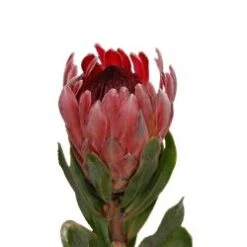 Protea Pink Happa