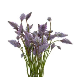 Ptilotus Pink Matilda