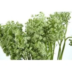 Green Mist Queen Anne