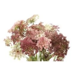 Queen Anne's Lace Brown - Black