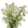 Queen Anne's Lace White