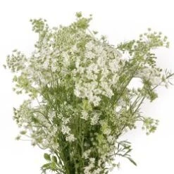 Queen Anne's Lace White