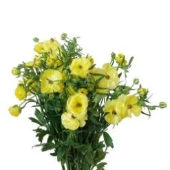 Butterfly Ranunculus Yellow Single Petal