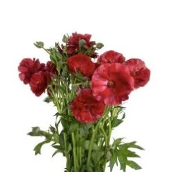 Butterfly Ranunculus Red Single Petal