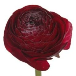 Ranunculus Burgundy-Chocolate (Darkest Orange)