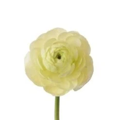 Ranunculus Cream