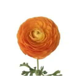 Ranunculus Orange