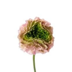 Rannuculus Pink And Green Pom Pom
