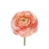 Ranunculus, Mixed Peachy Pink Colors