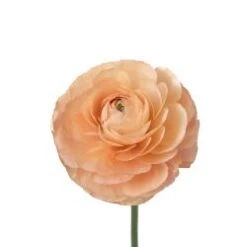 Ranunculus Super Cloni Peach