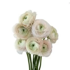 Ranunculus Super Cloni Blush Pink, Hanoi