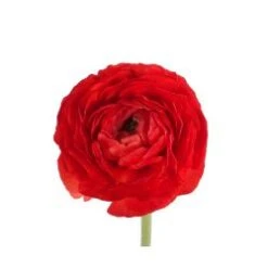Ranunculus Red