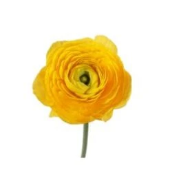 Ranunculus Yellow
