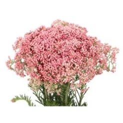 Rice Flower Pink All Shades